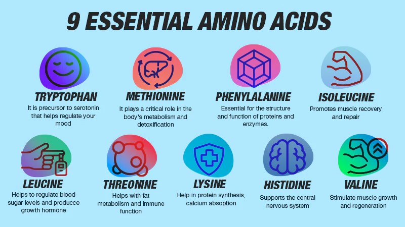 Essential and BCAA Amino Acids as a Valuable Supplement in Cancer&nbsp;Treatments